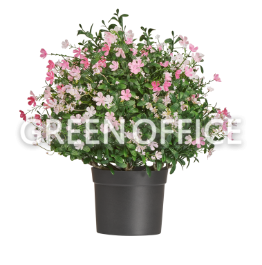 Альпийское разнотравье с нежно-розовыми и белыми цветами - Фото 3