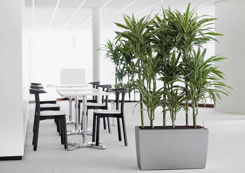 Драцена Варнески 3 ствола_1