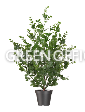 Эвкалипт куст зелёный - Фото 3