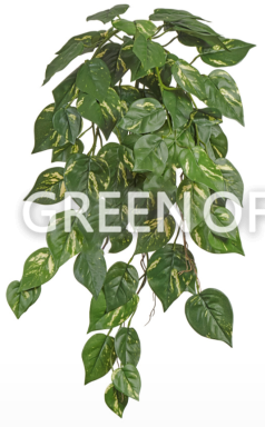 Потос куст ампельный (серия FR - огнезащита) - Фото 1