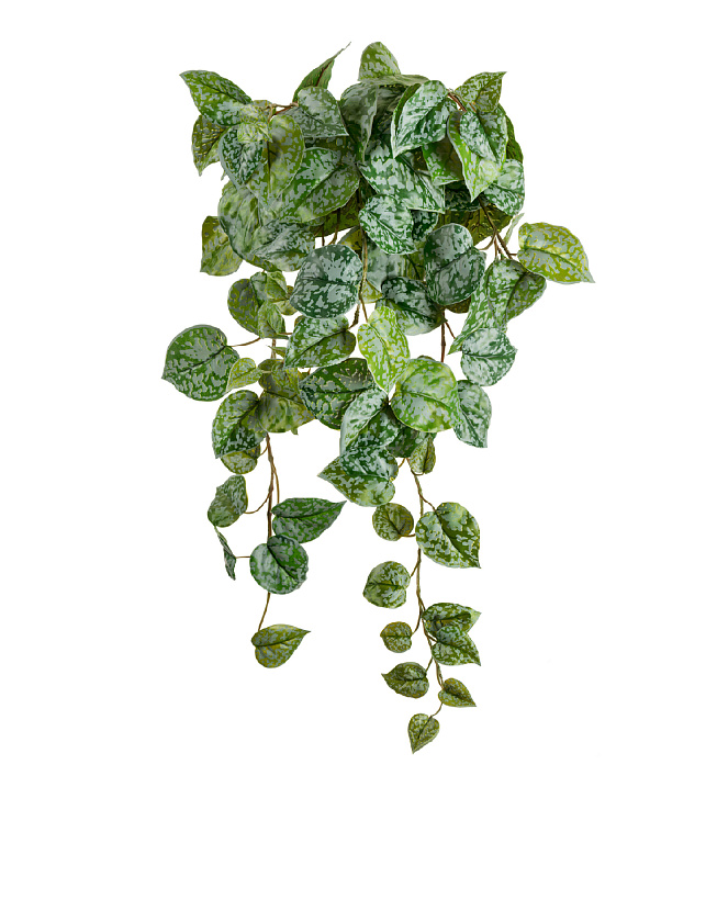 Сциндапсус Пиктус серебристо-зелёный_3