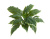 Хоста Соу Свит зелёная с белой каймой (Sensitive Botanic)