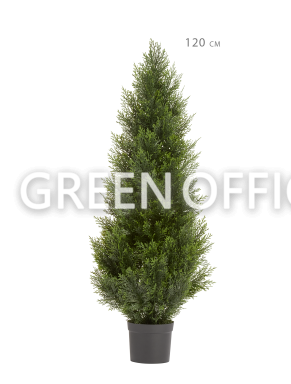 Туя Брабант пушистая уличная - Фото 6