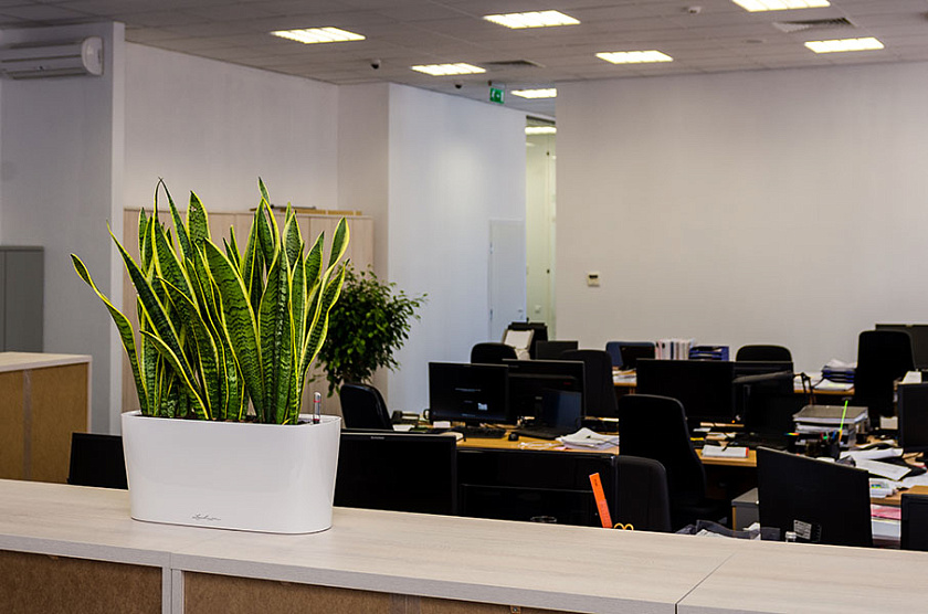 Композиции из Cансевиерий Лауренти в кашпо lechuza Delta 20_2