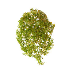 Ватер-грасс (Рясковый мох) куст св.зеленый со св.коричневым