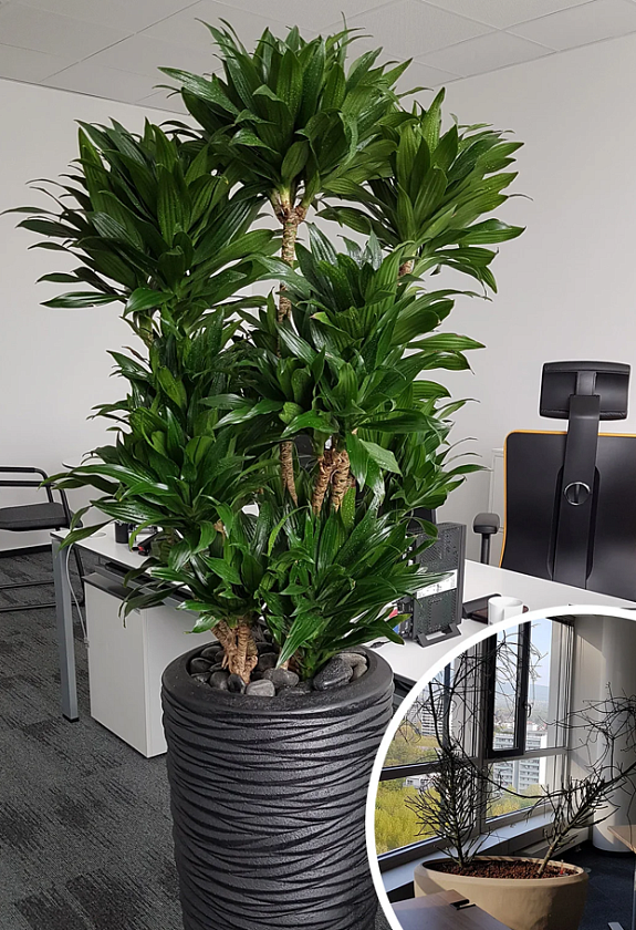 Драцена Компакта бранч_6