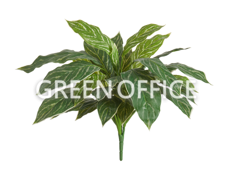 Аглаонема Страйпс куст бело-зелёный - Фото 1