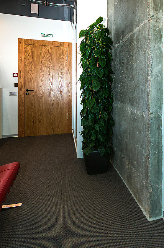 Филодендрон Сканденс на решетке_