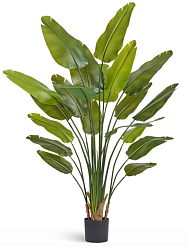 Стрелиция New Style (Sensitive Botanic)_1