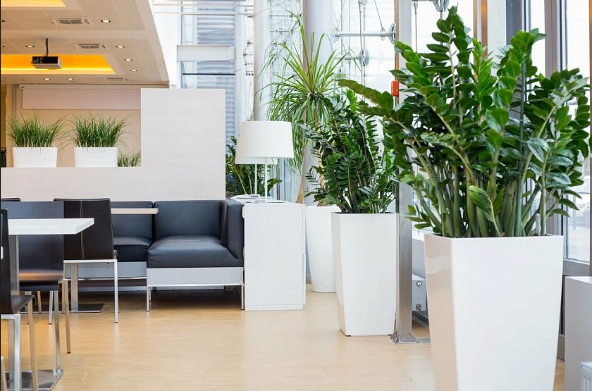 Замиокулькас
_8