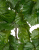 Тетрастигма ветвь де Люкс интерьерная (с крепежным элементом) - Фото 3