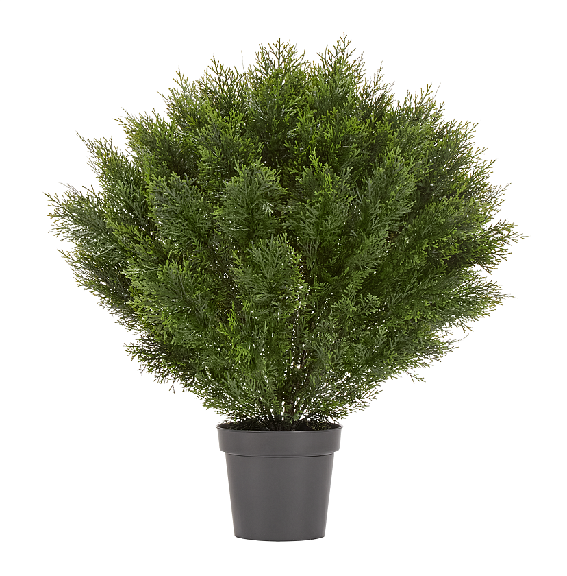 Туя Брабант пушистая шаровидная уличная_6