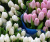 Тюльпаны в ассортименте - Фото 21