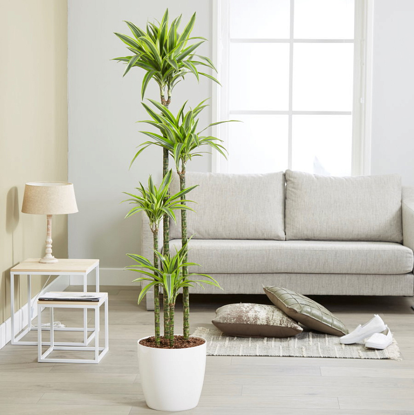 Драцена Лемон Лайм 4 ствола_