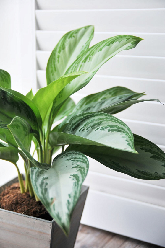 Аглаонема Сильвер Бей_9