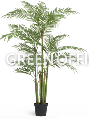 Пальма Бамбуковая - Фото 1