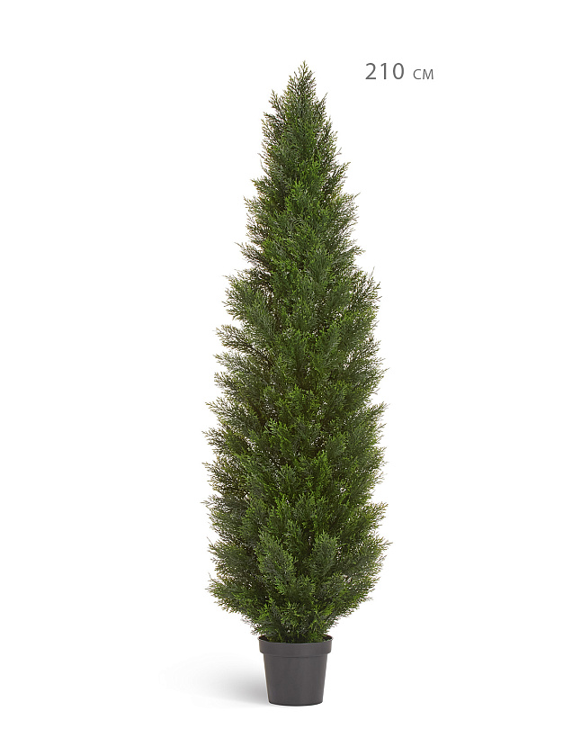 Туя Брабант пушистая уличная_6