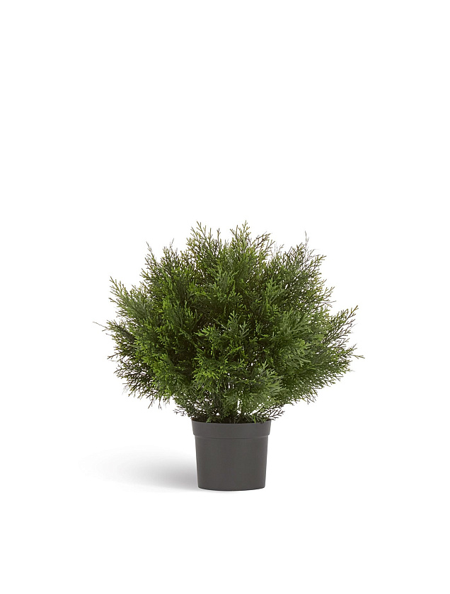 Туя Брабант пушистая шаровидная уличная_4