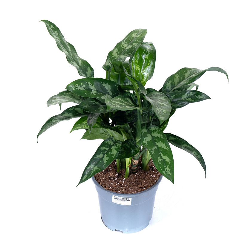 Аглаонема Мария_4