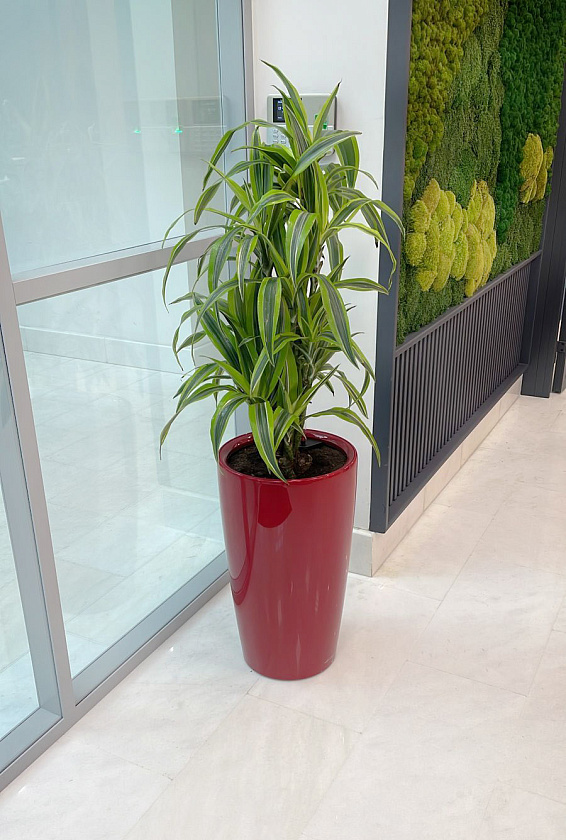 Драцена Лемон Лайм бранч в кашпо Lechuza Rondo 32_1