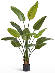 Стрелиция New Style (Sensitive Botanic)_