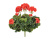 Герань красная цветущий куст - Фото 1