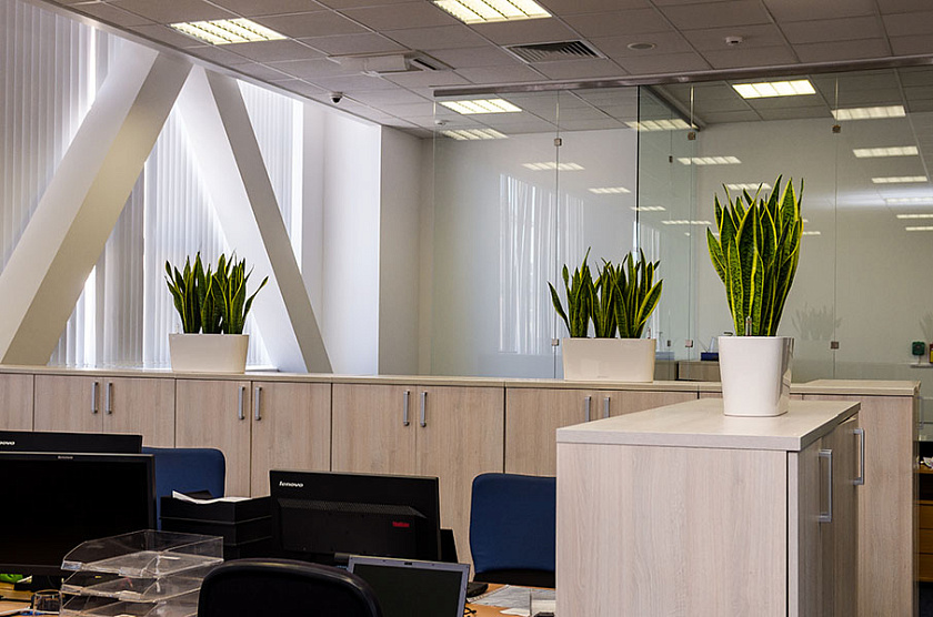 Композиции из Cансевиерий Лауренти в кашпо lechuza Delta 20_1