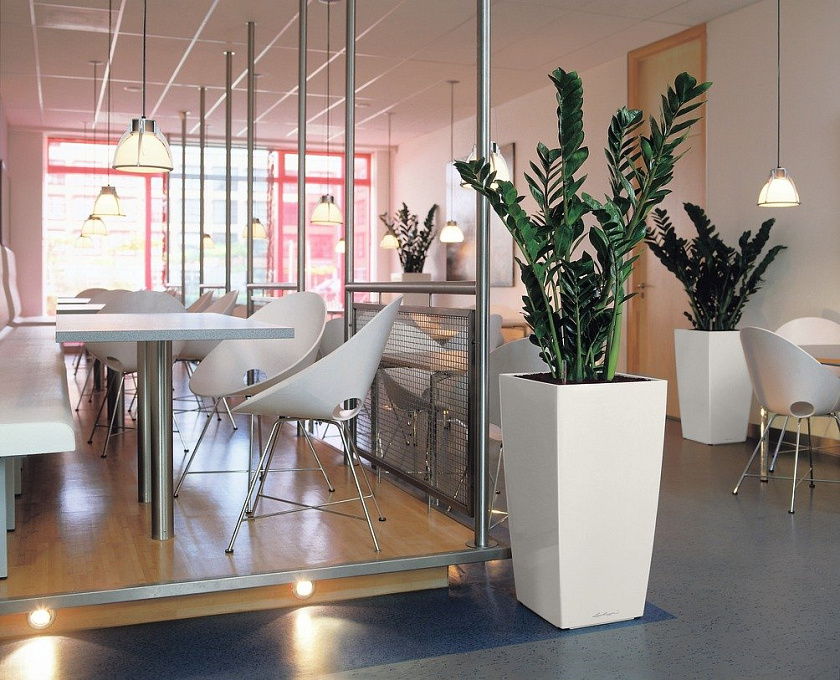 Замиокулькас
_10