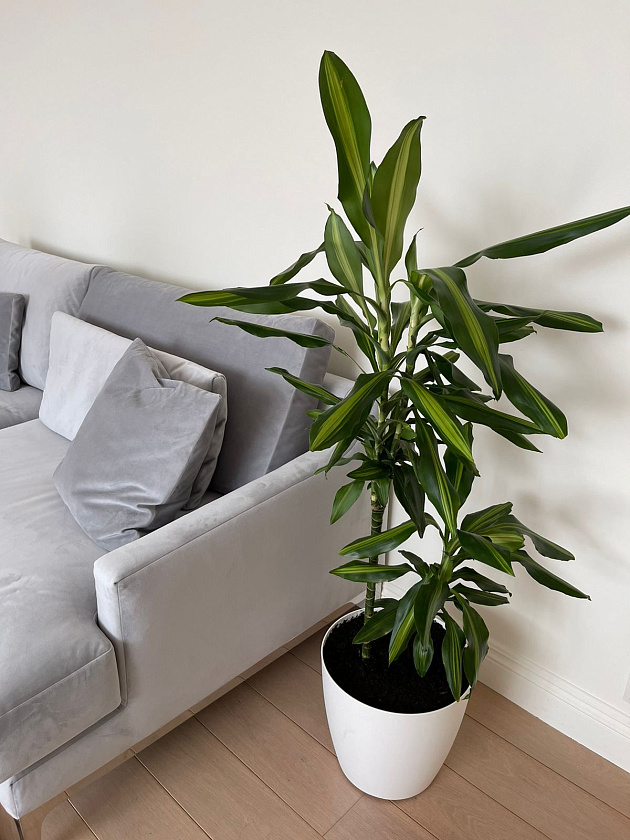 Драцена Чинто 3 ствола_1