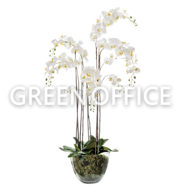 Орхидея Фаленопсис белая (иск.) с мхом, корнями, землёй 150см - Фото 1