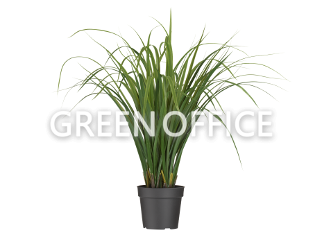 Лемонграсс трава зелёная в горшке - Фото 2