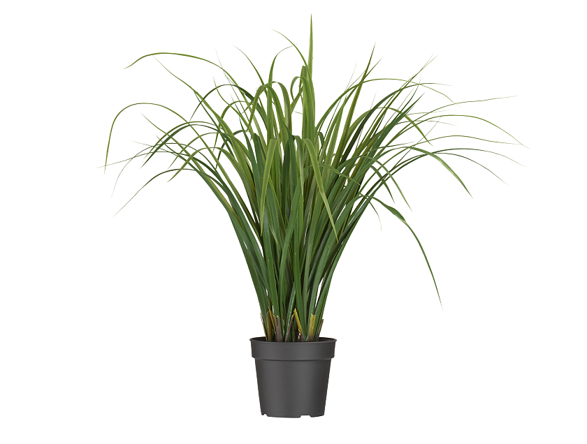 Лемонграсс трава зелёная в горшке_