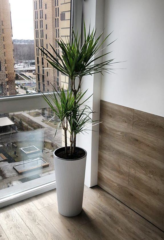 Драцена Маргината 3 ствола 21/110см в кашпо Lechuza Cilindro Color 32_