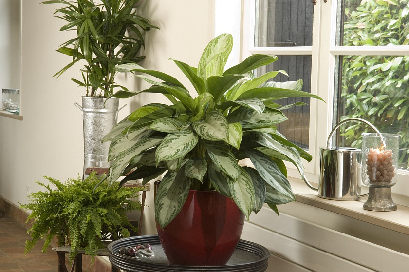 Аглаонема Сильвер Бей_7