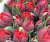Тюльпаны двойные в ассортименте - Фото 5