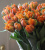 Тюльпаны двойные в ассортименте - Фото 1