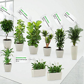 Комплекты растений
