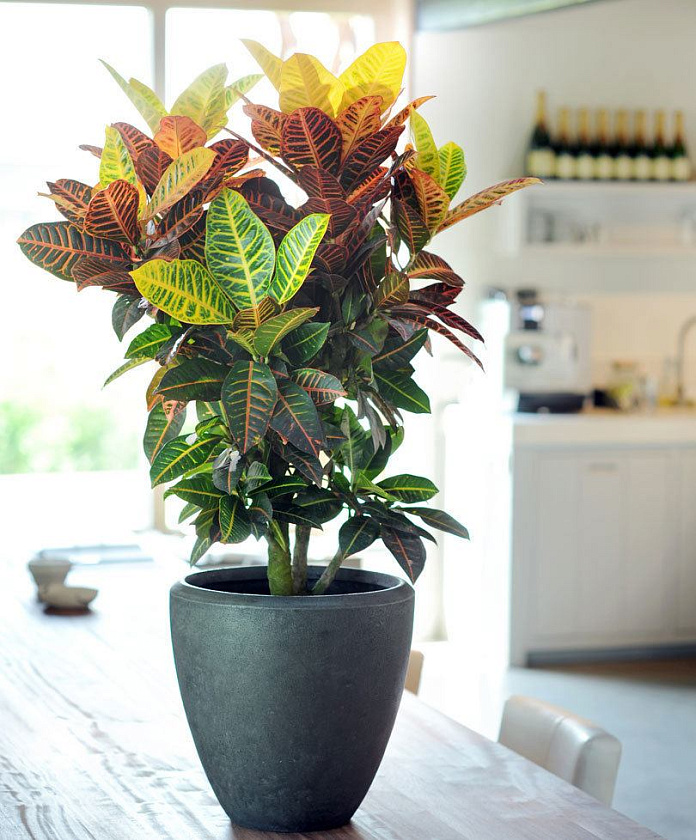 Кротон (Кодиеум) Петра_3