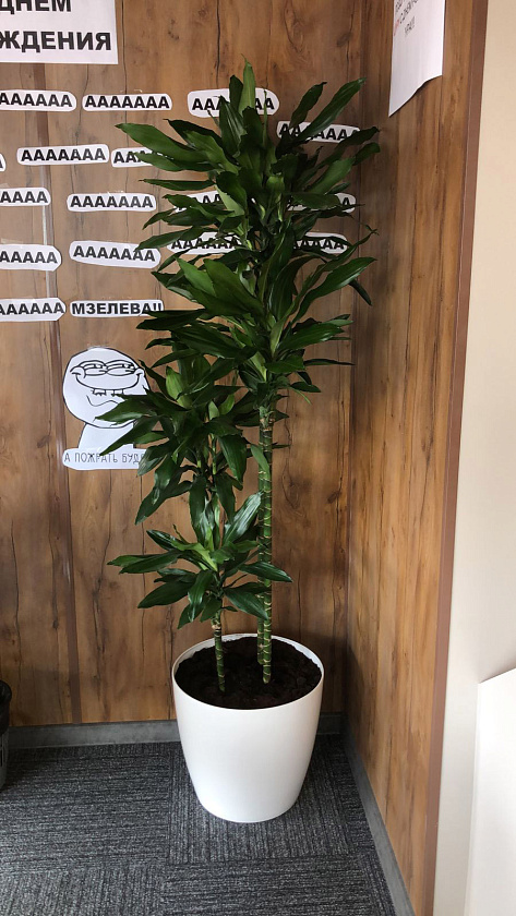 Драцена Джанет Линд 3 ствола_1