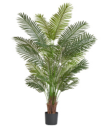 Пальма Арека Хризалидокарпус New (Sensitive Botanic)_2