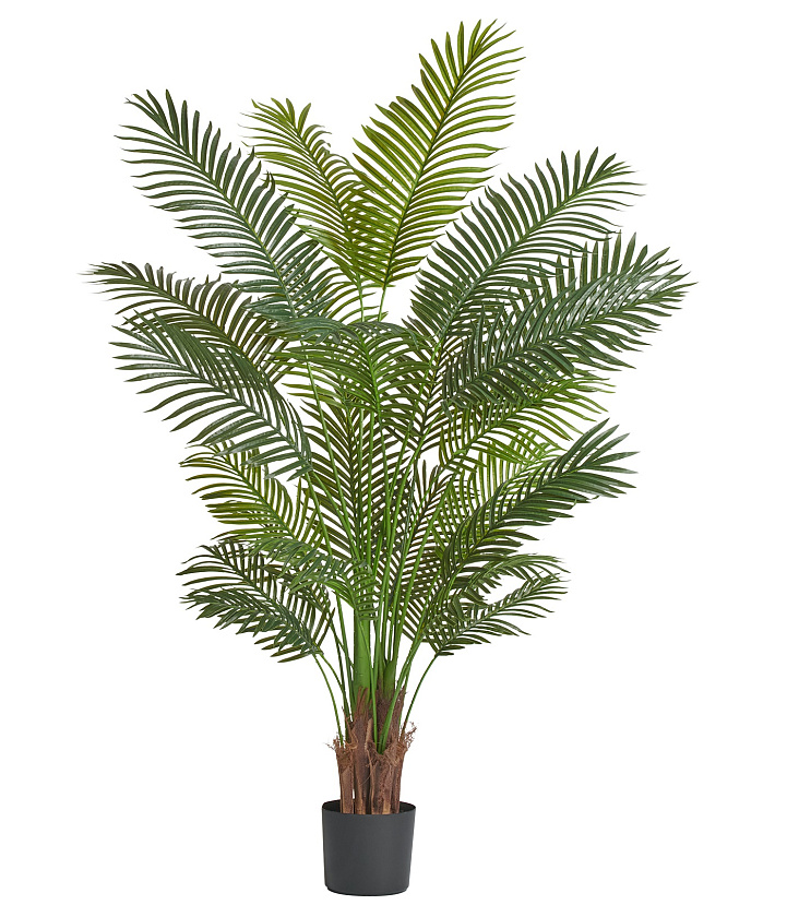 Пальма Арека Хризалидокарпус New (Sensitive Botanic)_2