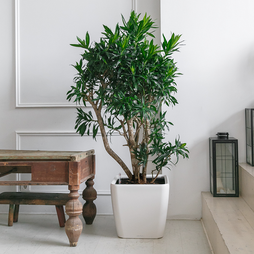 Драцена Песня Ямайки_6