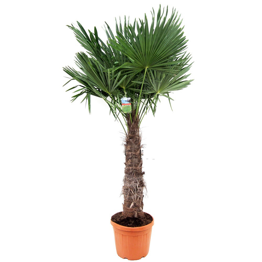 Трахикарпус Форчуна_1