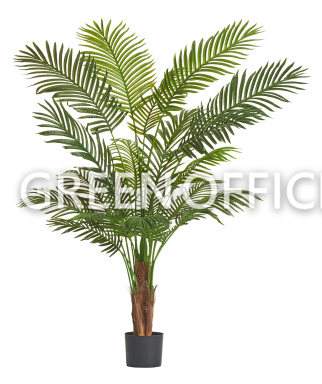 Пальма Арека Хризалидокарпус New (Sensitive Botanic) - Фото 2