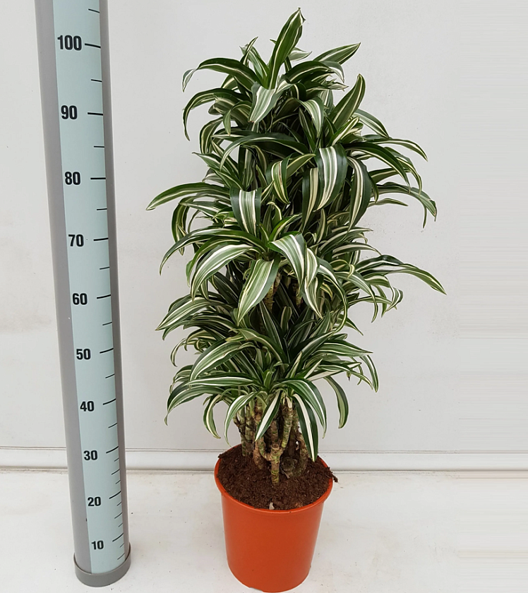 Драцена Уайт Джевел бранч_1