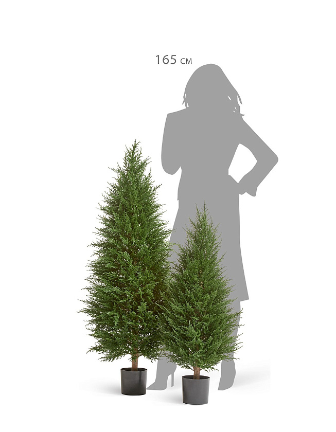 Кипарис Тауэр Элегант уличный_4