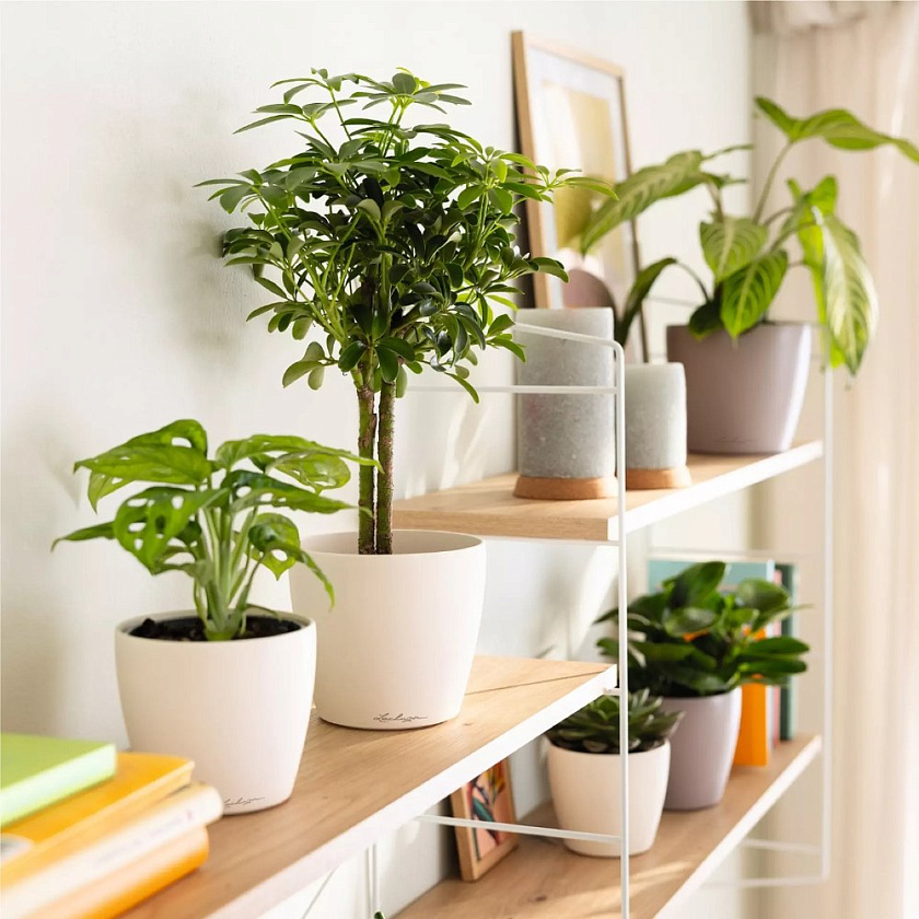 Кашпо Лечуза Классико Колор ДЕКО (розовый)_2