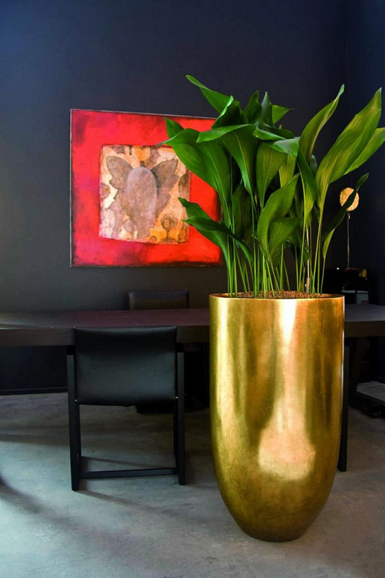 Аспидистра Элатиор_6