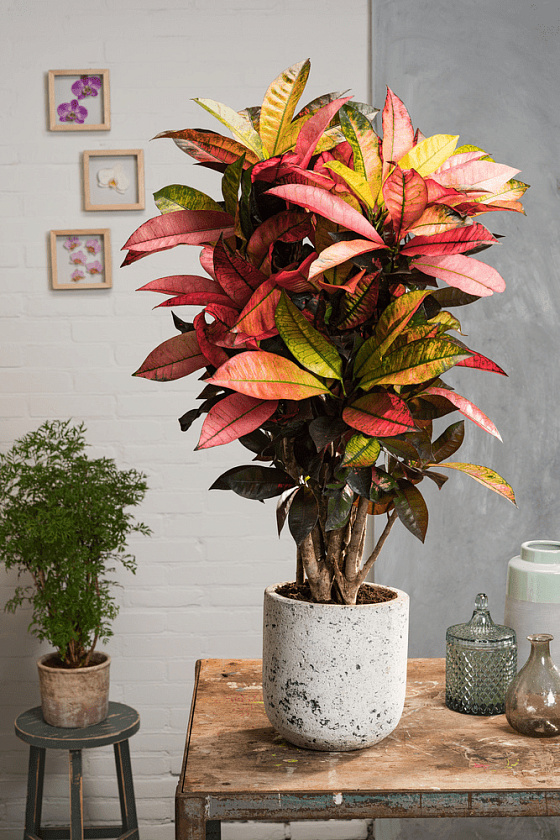 Кротон (Кодиеум) Айстон_5