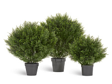 Туя Брабант пушистая шаровидная уличная